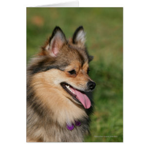 Halètement de Headshot de Pomeranian