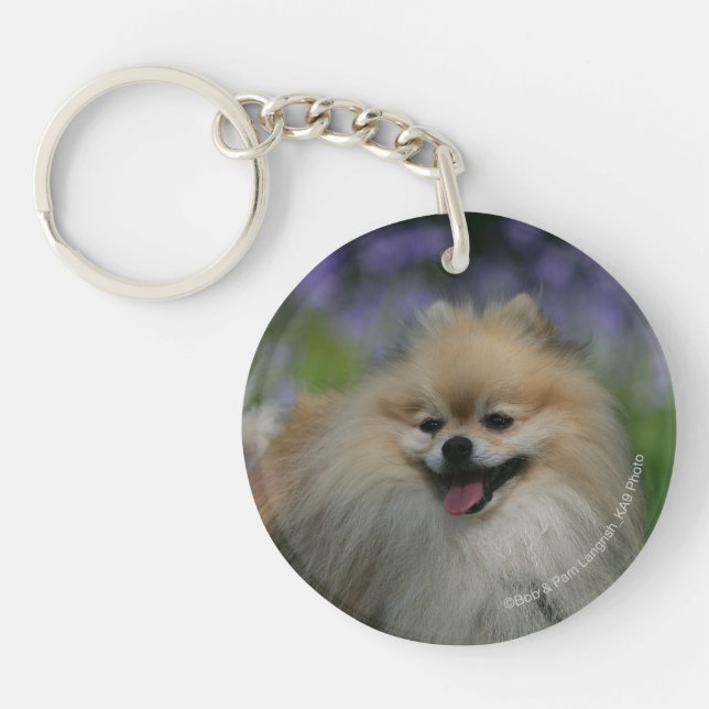 Halètement de Pomeranian (Devant)