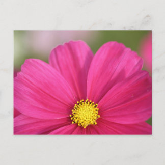 Half a Beauty Postcard