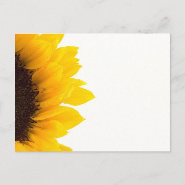 Half a Sunflower Postcard (Front)