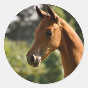 Half-Arabian Basks in the sun. Classic Round Sticker