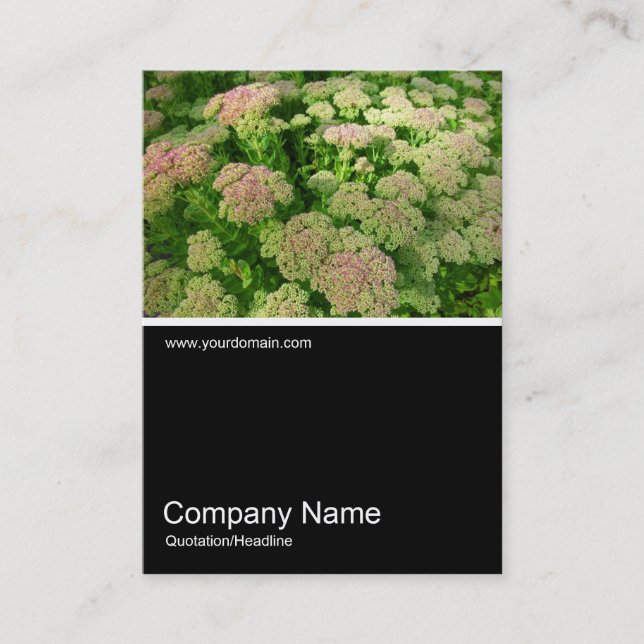 Half&Half Photo 0233 - Sedum "Autumn Joy" Business Card (Front)