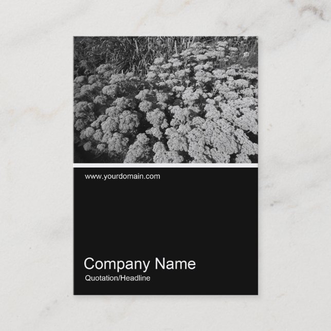 Half&Half Photo 0234 - Sedum "Autumn Joy" Business Card (Front)