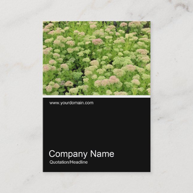 Half&Half Photo 0353 - Sedum (Autumn Joy) Business Card (Front)