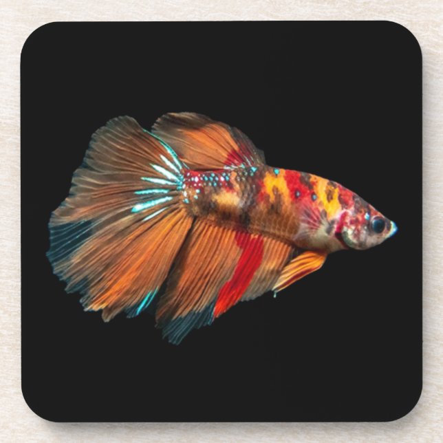 Halfmoon Betta Fish Coaster (Front)