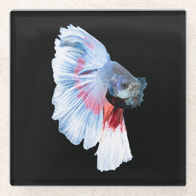 Halfmoon Betta Fish Glass Coaster (Front)