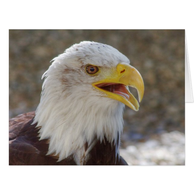Haliaeetus leucocephalus (Front Horizontal)