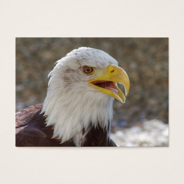 Haliaeetus leucocephalus (Front)