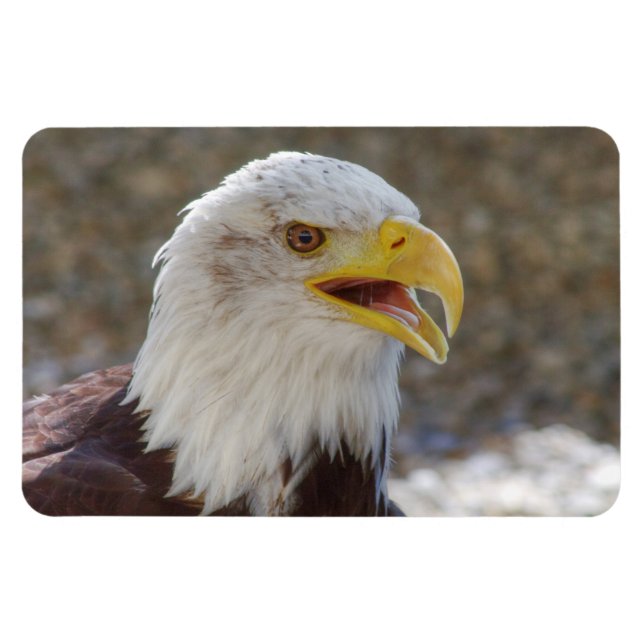 Haliaeetus leucocephalus magnet (Horizontal)