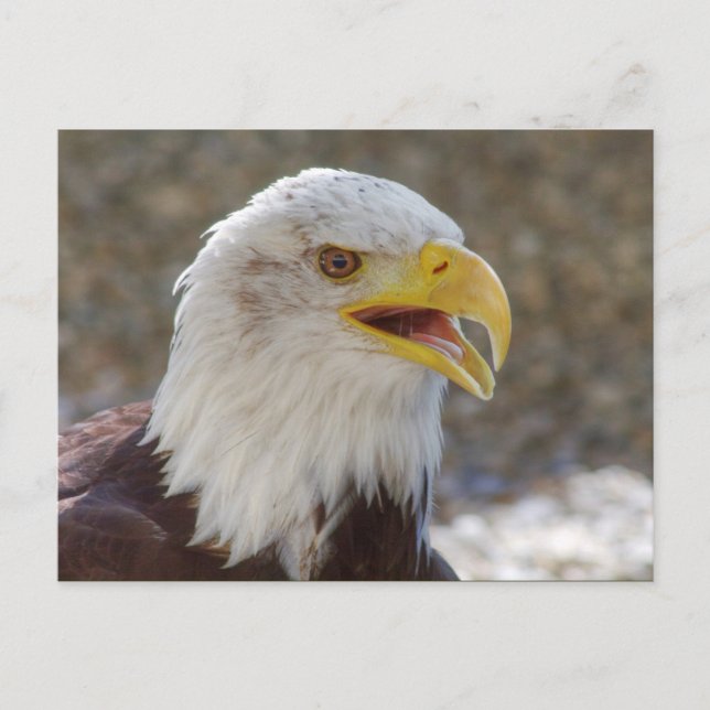 Haliaeetus leucocephalus postcard (Front)