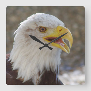 Haliaeetus leucocephalus square wall clock