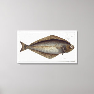 Halibut (Pleuronectes Hippoglossus) plate XLVII fr Canvas Print