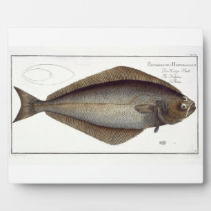Halibut (Pleuronectes Hippoglossus) plate XLVII fr Plaque