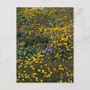 Hall Island wildflowers, Bog Saxifrage Postcard