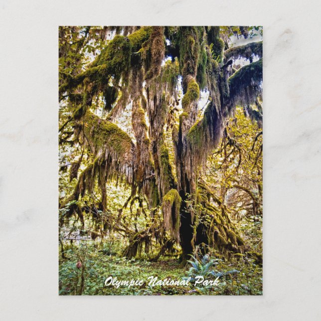Hall of Mosses Trail, Olympic National Park Postcard (Front)