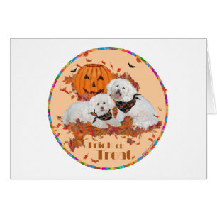 Halloween Bichon Frise