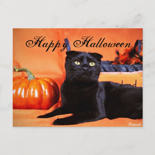 Halloween Cat Postcard (Front)