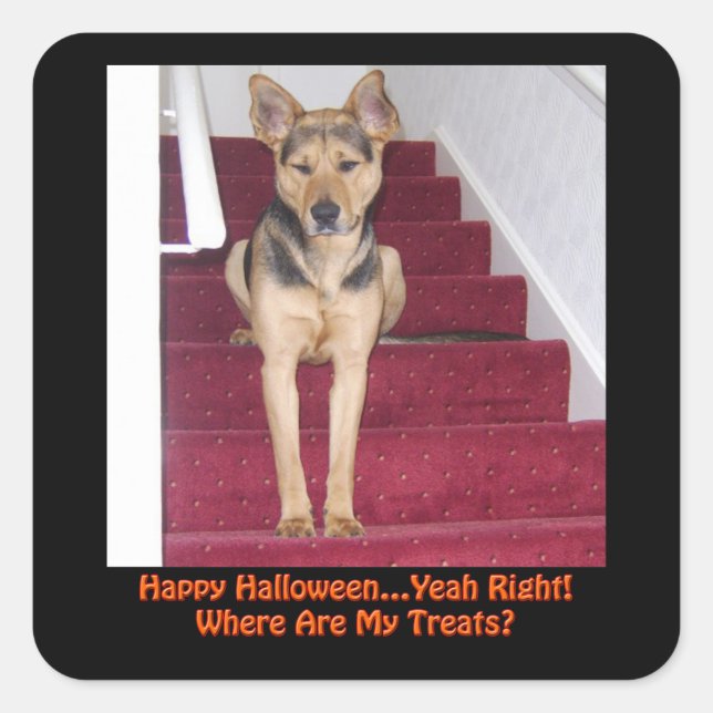 Halloween Dog and No Treats Square Sticker (Front)