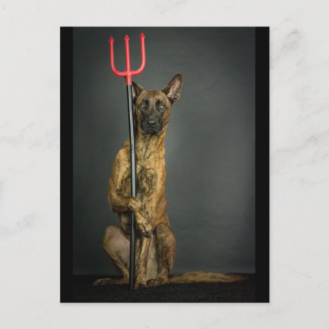 halloween dog- devil postcard (Front)