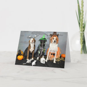Halloween greeting card. Photo, 3 dogs in drag. Card