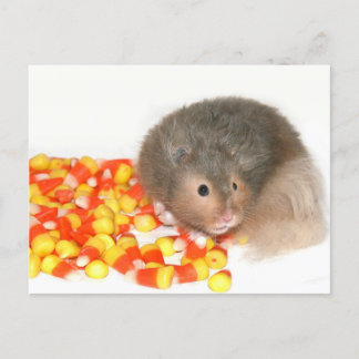 Halloween hamster postcard