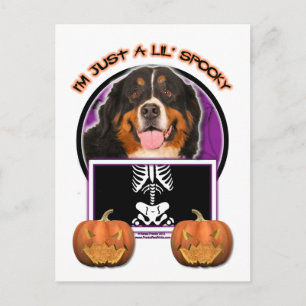Halloween -Just a Lil Spooky -Bernese Mountain Dog Postcard