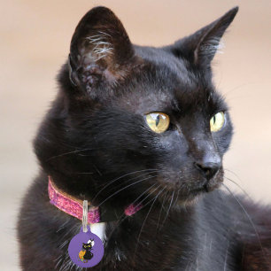 Halloween Pumpkin Purple Black Cat Pet Tag