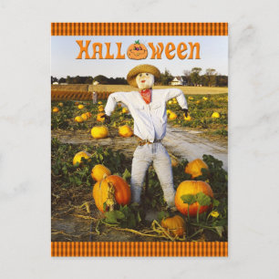 Halloween scarecrow in pumpkin field postcard