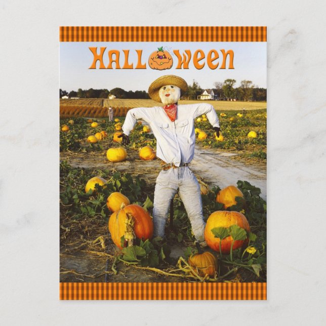 Halloween scarecrow in pumpkin field postcard (Front)
