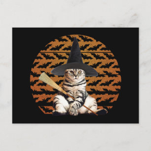 Halloween Witch Cat Postcard