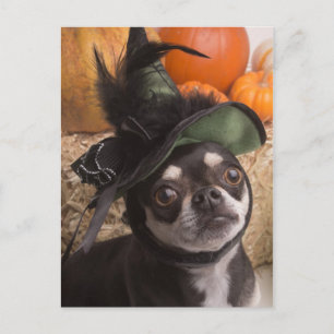 Halloween Witch Dog Postcard