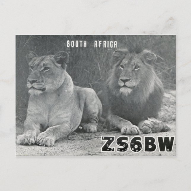 Ham Radio QSL Card South Africa Lions Postcard (Front)