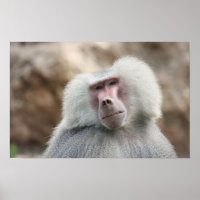 Hamadryas Baboon Monkey