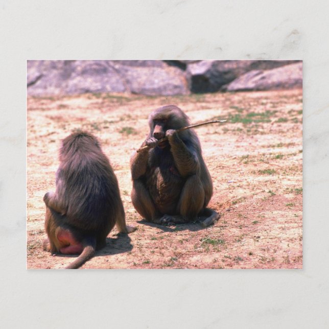 Hamadryas Baboons gnawing bark from stick Postcard (Front)