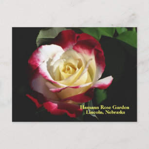 Hamann Rose Garden Double Delight Rose #190n 019 Postcard
