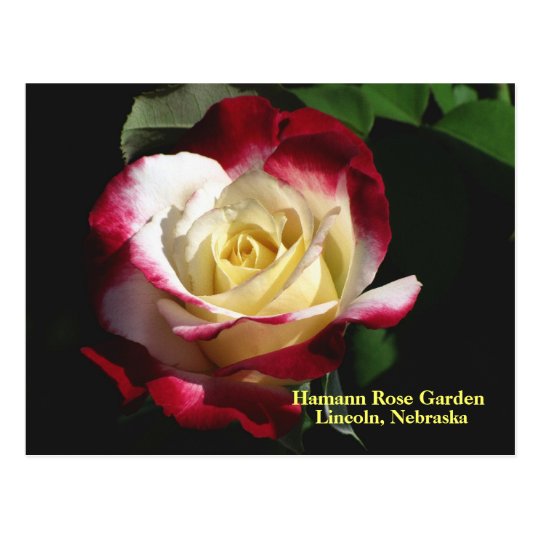 Hamann Rose Garden Double Delight Rose #190n 019 Postcard