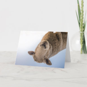 HAMbWG - Carte de voeux - Moutons