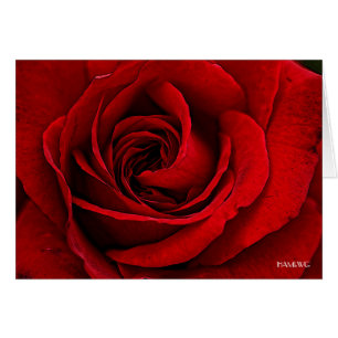 HAMbyWG - Carte de voeux - Rose rouge peinte