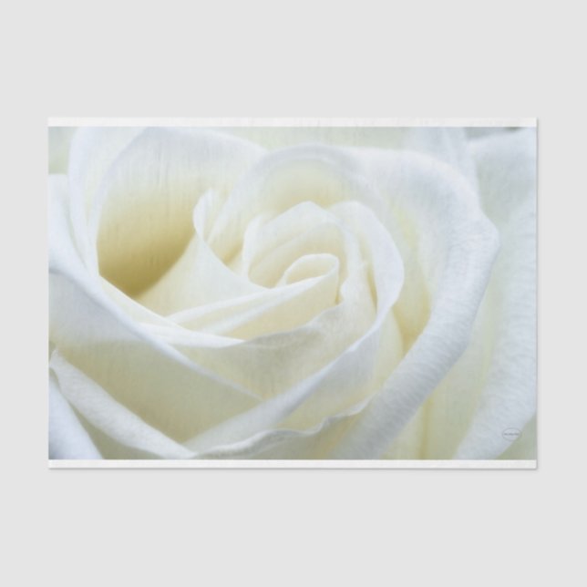 HAMbyWG - White Rose Tissue Paper (Front)
