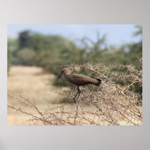 Hamerkop in Thorns – African Bird Poster