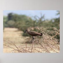 Hamerkop in Thorns - Poster d'oiseaux africains