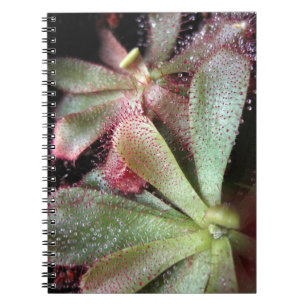 Hamilton's Sundew Plant Photo Notebook