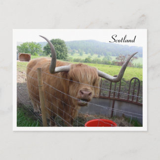 Hamish the Hairy Coo, Scotland Postcard