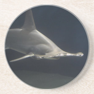 Hammerhead Shark Coaster