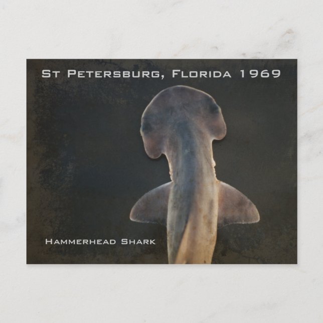 Hammerhead Shark Florida Postcard (Front)