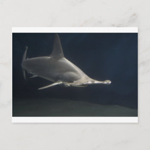 Hammerhead Shark Postcard
