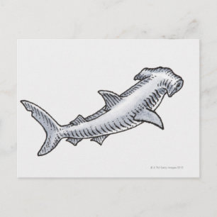 Hammerhead Shark Postcard