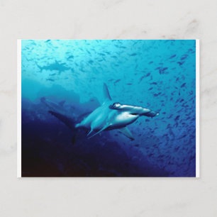Hammerhead shark postcard