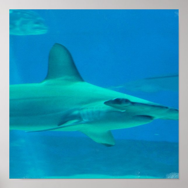 Hammerhead Shark Underwater Poster (Front)