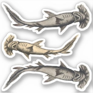 Hammerhead Sharks